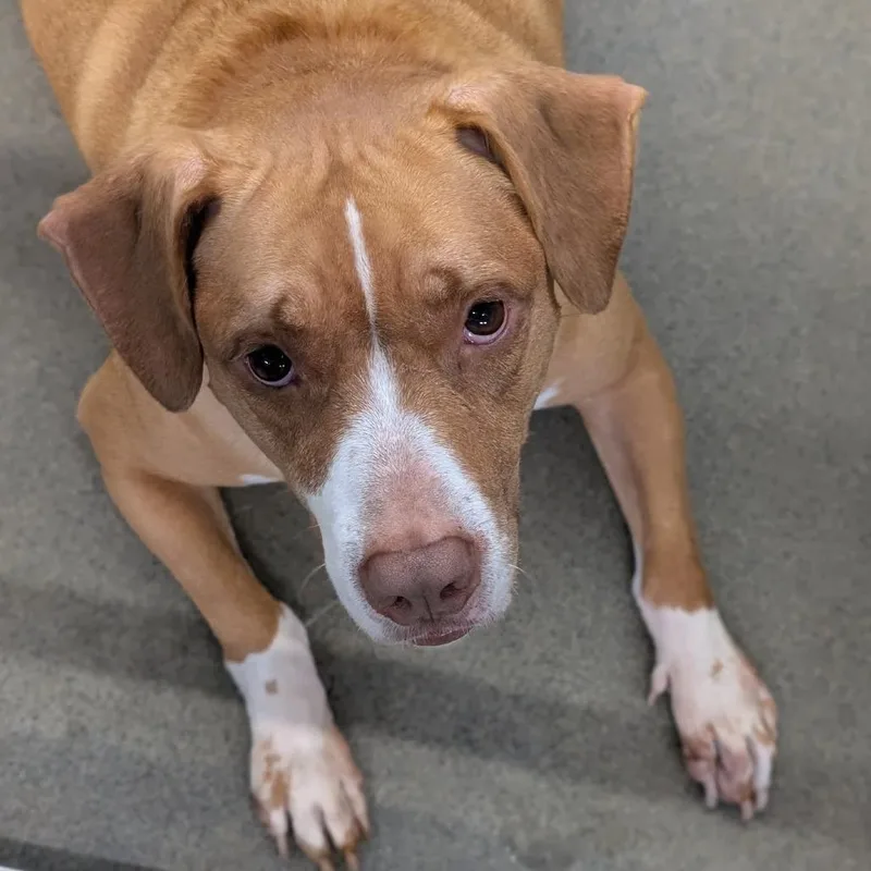An adult large-sized male Yellow / Tan / Blond / Fawn Mixed Breed dog named Pigeon for adoption in Pittsburgh, PA