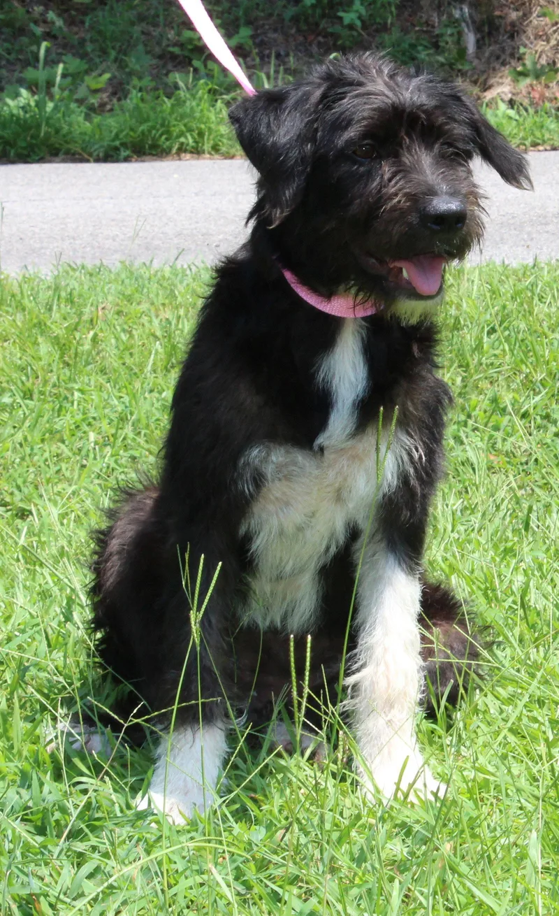 A young medium-sized female Terrier dog named Noodle for adoption in Prattville, AL