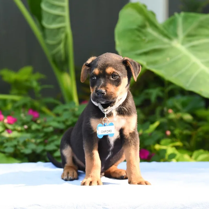 A baby small-sized male Shepherd dog named Oxford for adoption in Wake Forest, NC