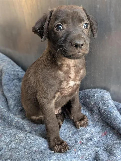 A baby small-sized male Labrador Retriever dog named Scooter for adoption in San Antonio, TX