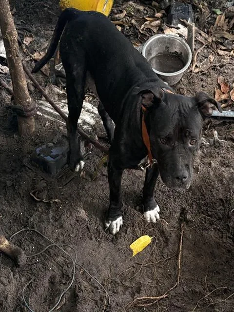 An adult medium-sized female Terrier dog named Midnight for adoption in Miami, FL