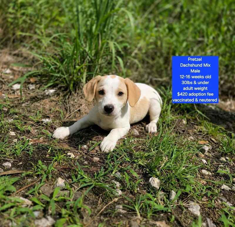 A baby small-sized male Dachshund dog named Pretzel for adoption in Oviedo, FL