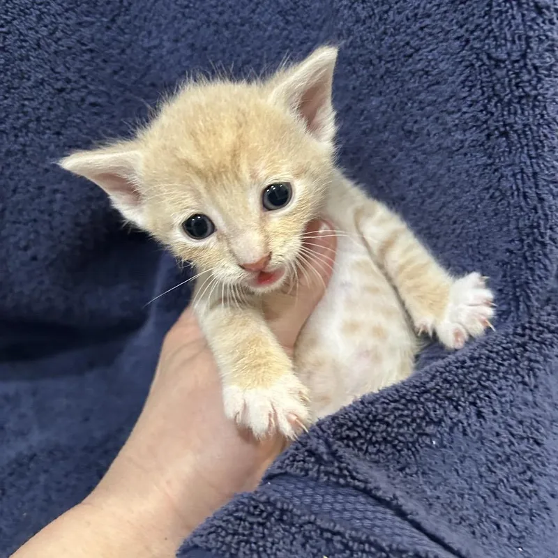 A baby small-sized male Orange / Red Domestic Short Hair cat named Peaches for adoption in Oyster Bay, NY