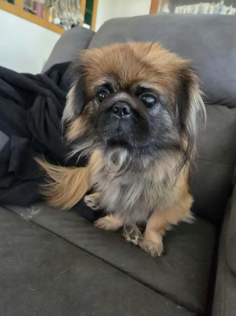 An adult small-sized male Pekingese dog named Chewbacca for adoption in Cedar Rapids, IA