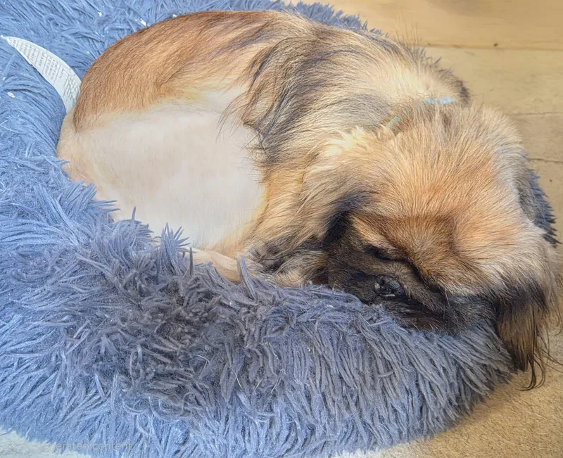 Chewbacca thumbnail 2