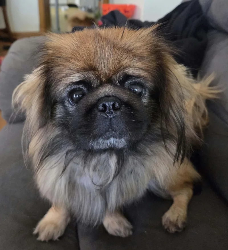 Chewbacca thumbnail 3