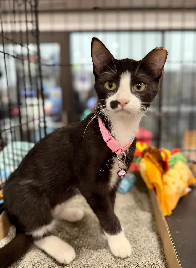 A baby small-sized female Domestic Short Hair cat named Kenya for adoption in Augusta, GA