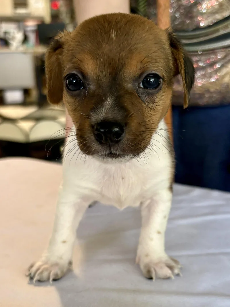 A baby small-sized female Chihuahua dog named Aspen for adoption in Margate, FL