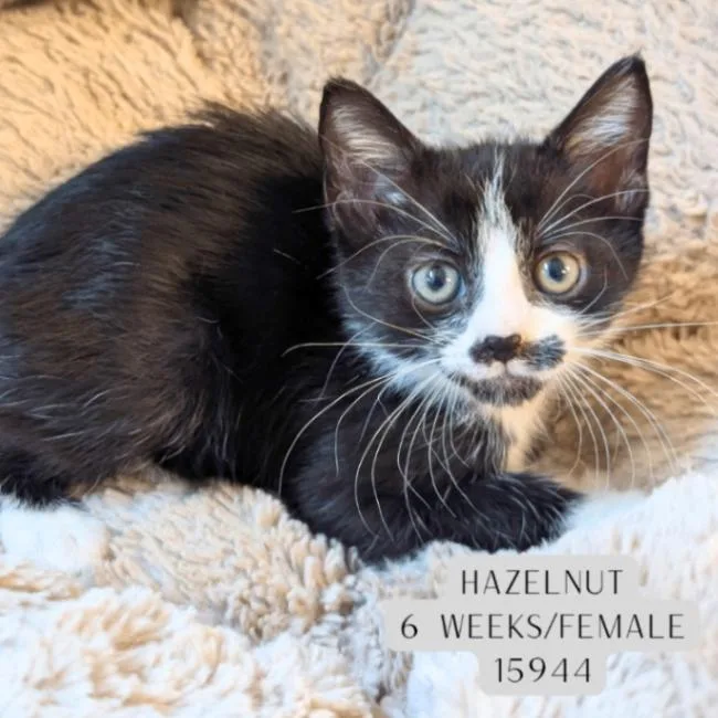 A young medium-sized female Black Domestic Short Hair cat named Hazelnut for adoption in Supply, NC