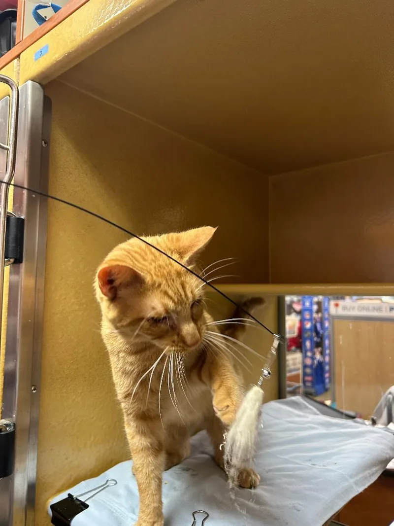 A young medium-sized male Orange & White Domestic Short Hair cat named Tango for adoption in Lambertville, NJ
