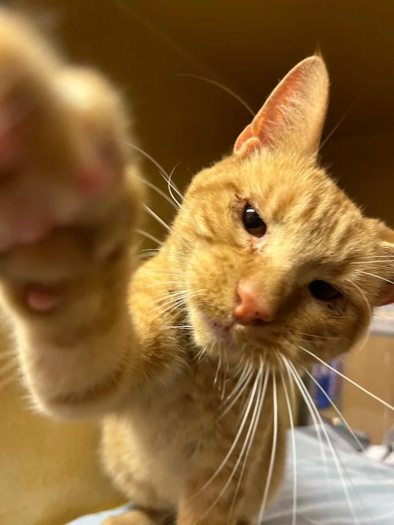 Tango thumbnail 3