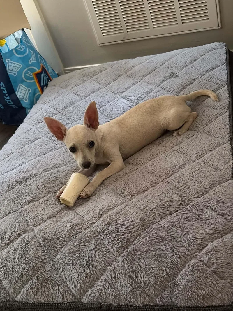 A baby small-sized female Apricot / Beige Chihuahua dog named Nelly for adoption in Semmes, AL