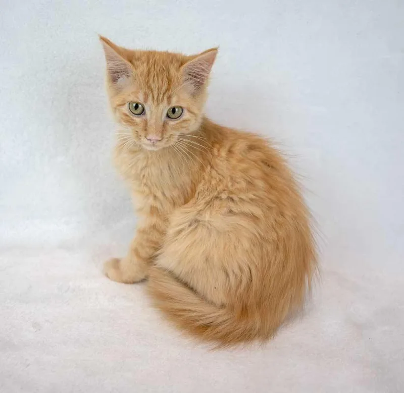 A baby medium-sized female Domestic Medium Hair cat named Empress Biscuits for adoption in Kennesaw, GA