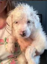 A baby medium-sized female Australian Shepherd dog named Casper for adoption in West Bloomfield, MI