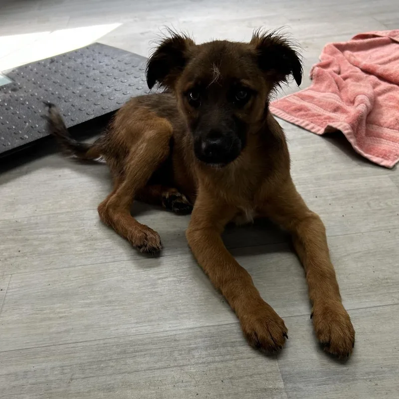 A young medium-sized male Red / Chestnut / Orange Australian Shepherd dog named Heath for adoption in Princeton, KY