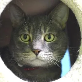 An adult large-sized male Gray / Blue / Silver Domestic Short Hair cat named Joey for adoption in Rapid City, SD