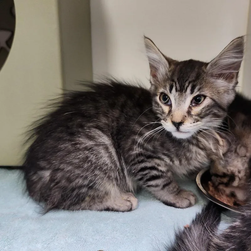 A baby small-sized male Brown / Chocolate Domestic Medium Hair cat named Poot for adoption in Columbus, NC