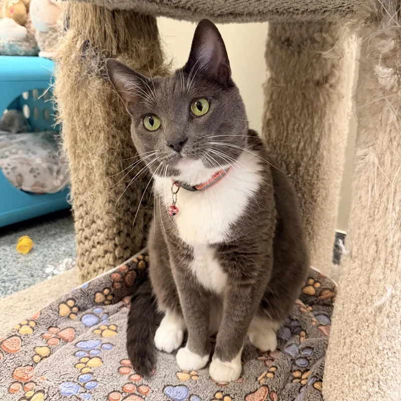 An adult medium-sized female Gray / Blue / Silver Domestic Short Hair cat named Mittens for adoption in Fishers, IN