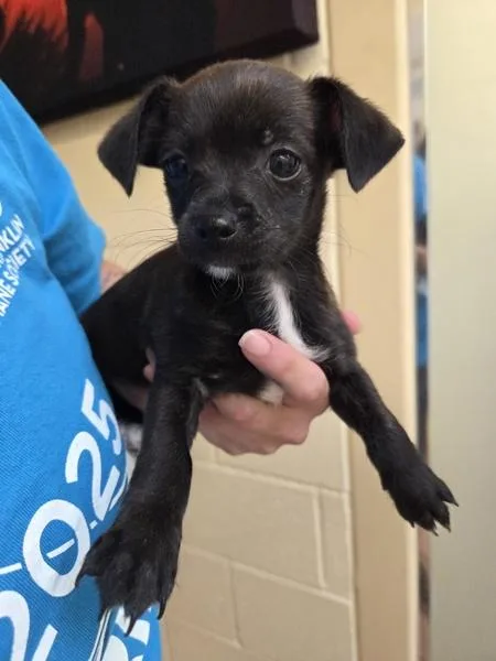 A baby small-sized female Chihuahua dog named Truly Scrumptious for adoption in Kennewick, WA