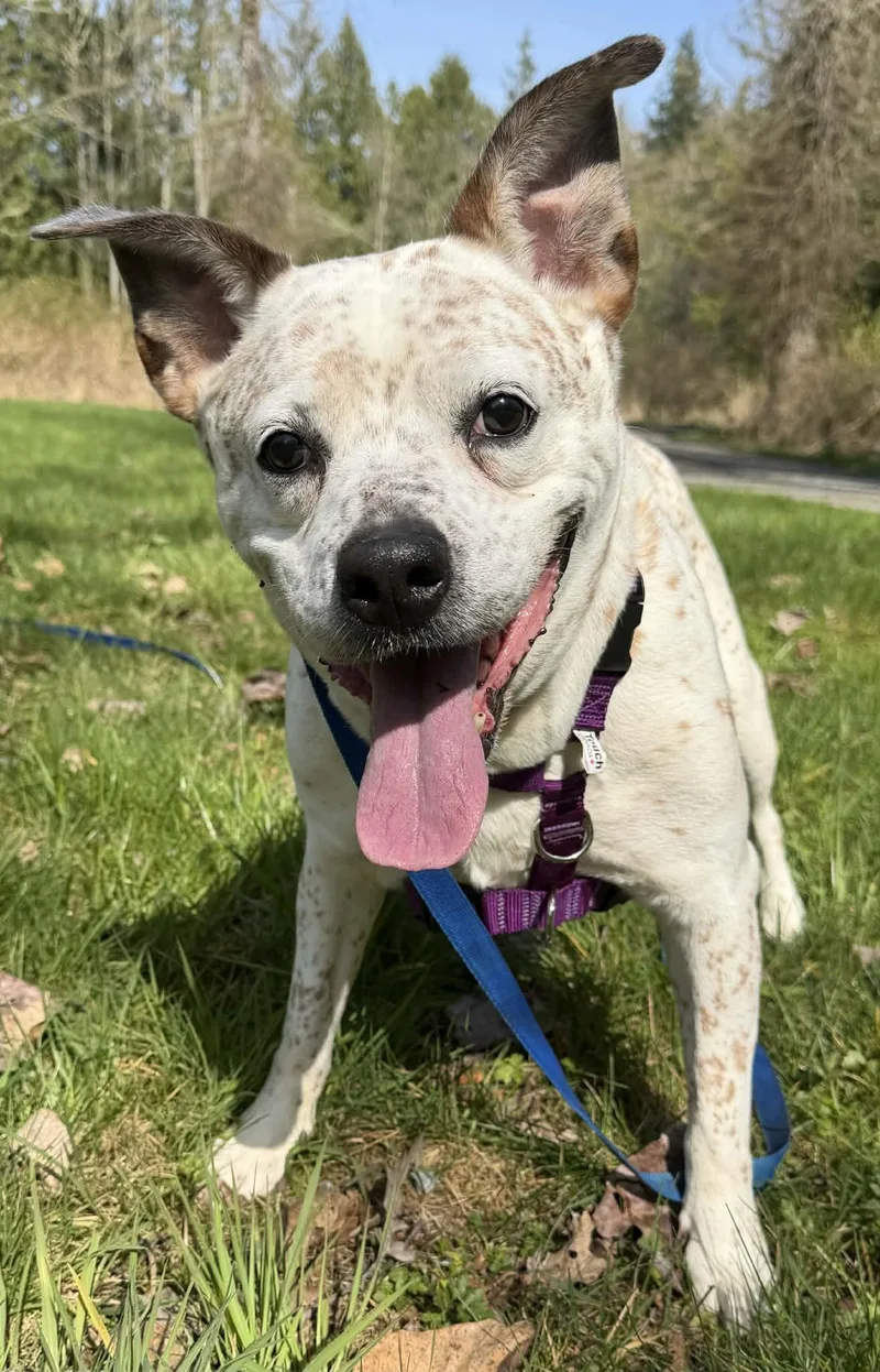 A senior large-sized female White / Cream Cattle Dog dog named Birdie for adoption in Silvana, WA