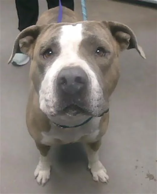 A young large-sized female Pit Bull Terrier dog named Candace for adoption in Phoenix, AZ