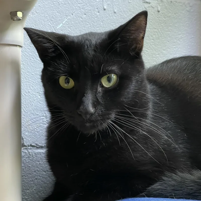 An adult large-sized male Black Domestic Short Hair cat named Licorice for adoption in Hampton Bays, NY