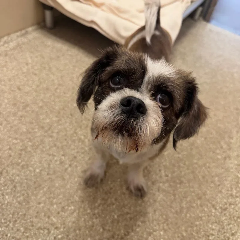 An adult small-sized male White / Cream Shih Tzu dog named Chase Ford for adoption in Perkiomenville, PA