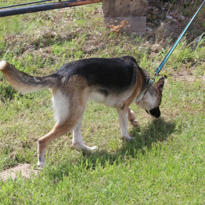 An adult medium-sized female Bicolor German Shepherd Dog dog named Daisy for adoption in Pottsboro, TX