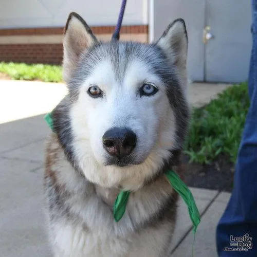 An adult medium-sized female Husky dog named Sapphire for adoption in Washington, DC