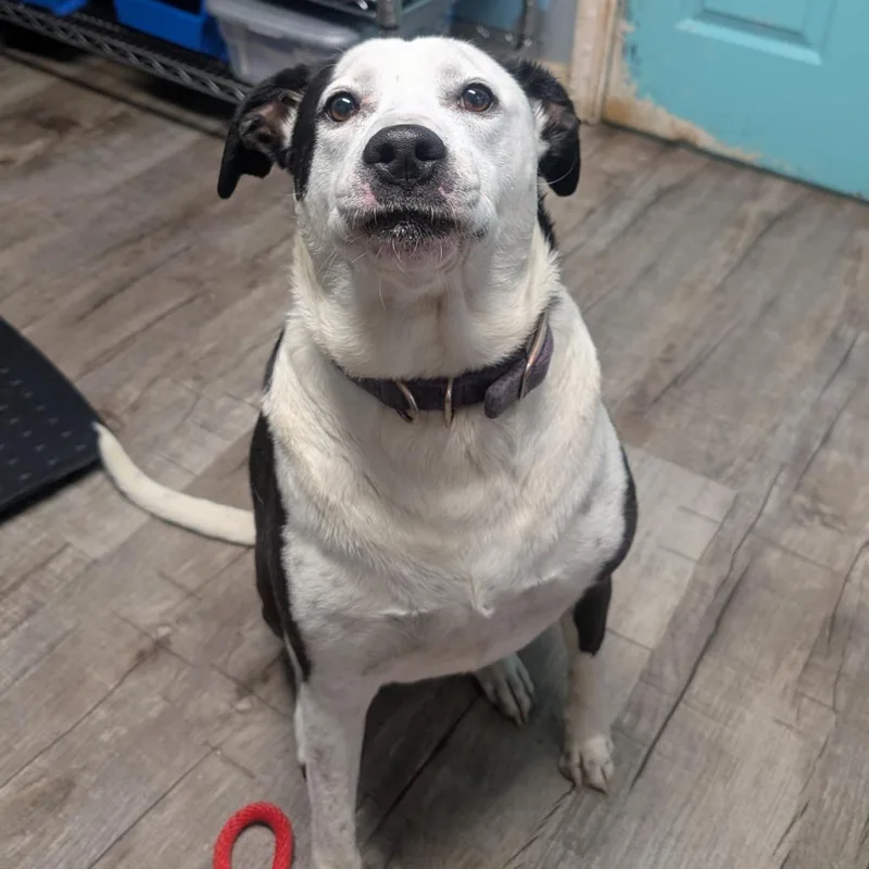 An adult medium-sized female Black Terrier dog named Celine for adoption in Jefferson city, TN