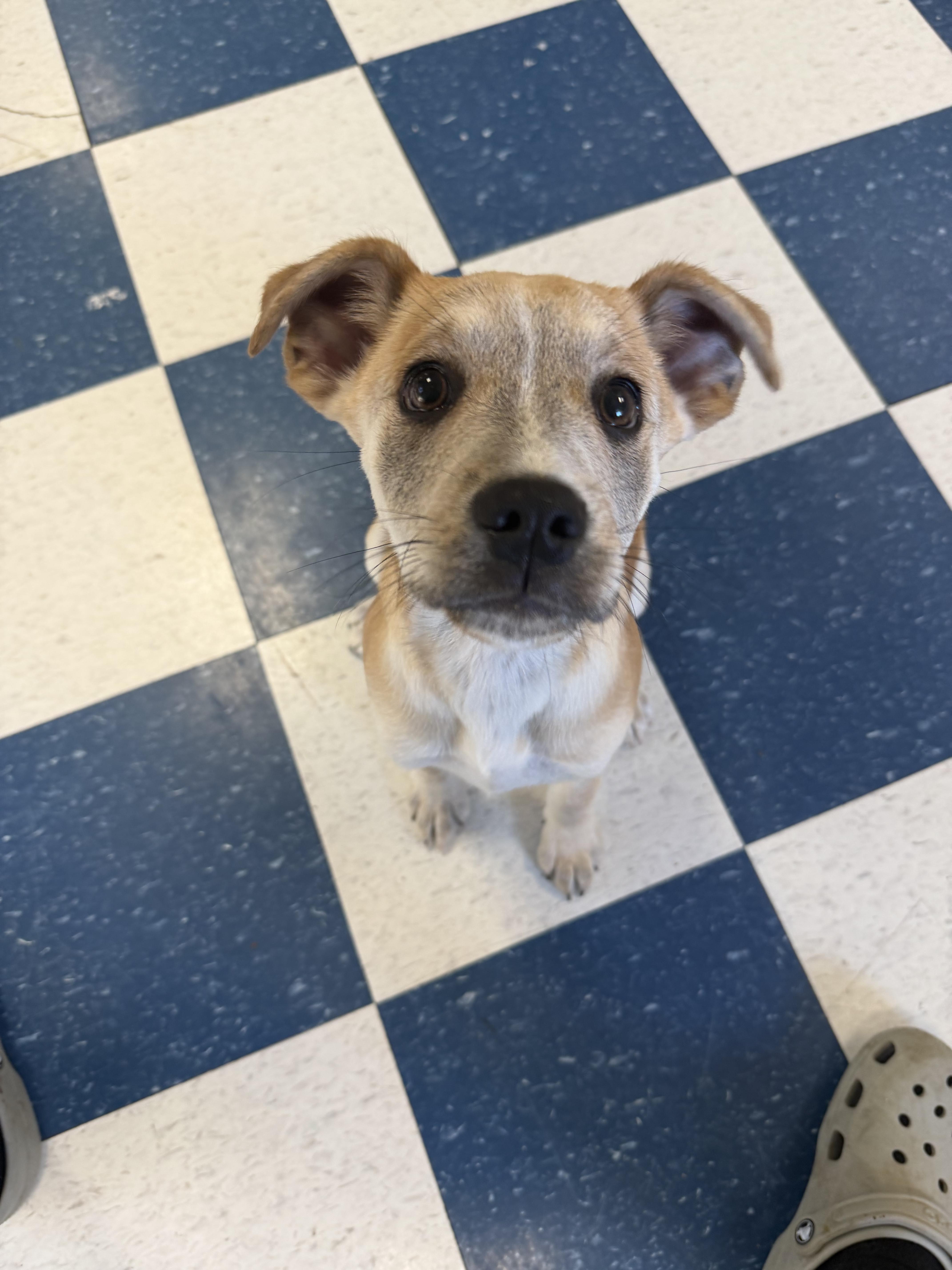 A baby medium-sized female Beagle dog named Lucielle for adoption in Auburn, AL
