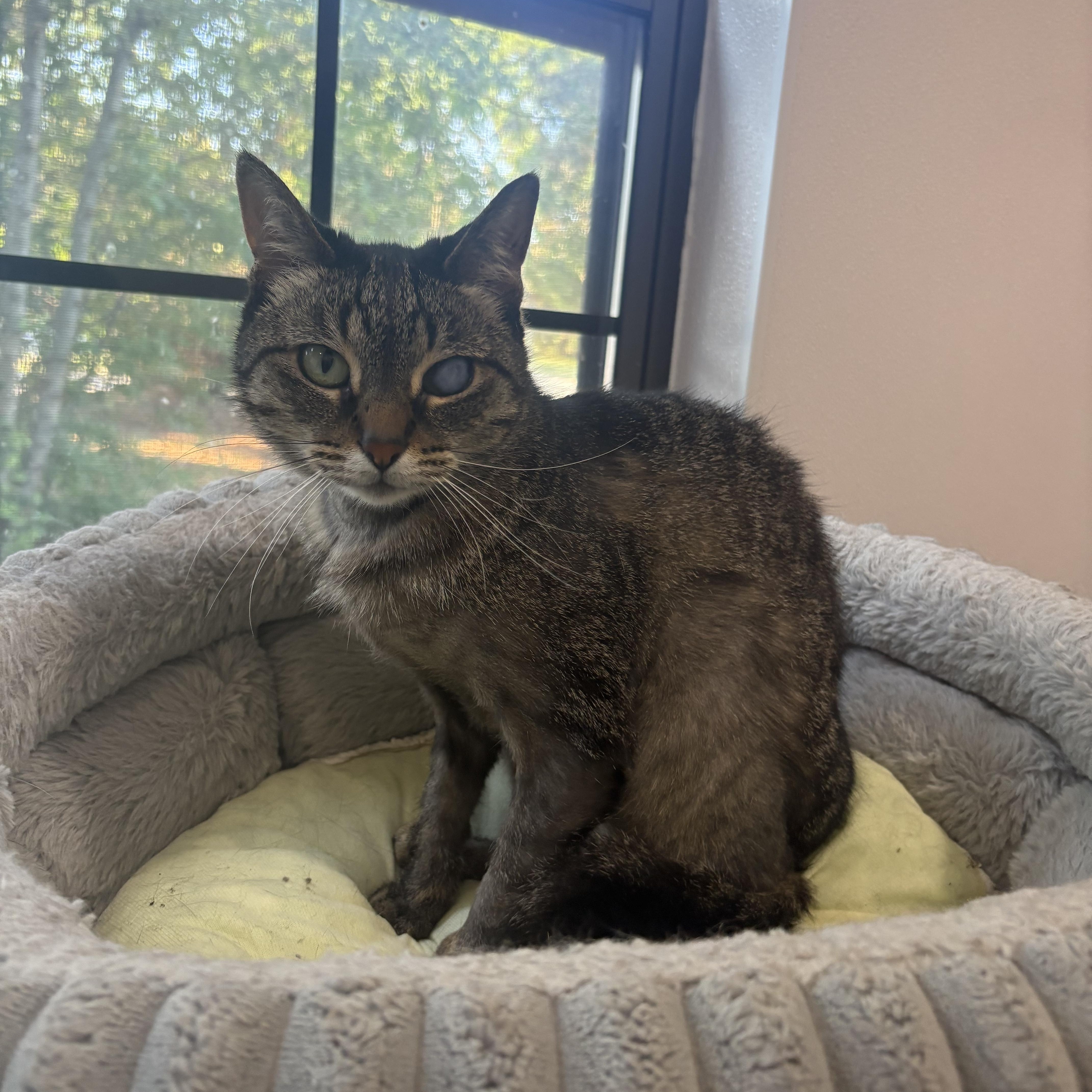 An adult medium-sized female Domestic Short Hair cat named Tapioca for adoption in Lansing, MI