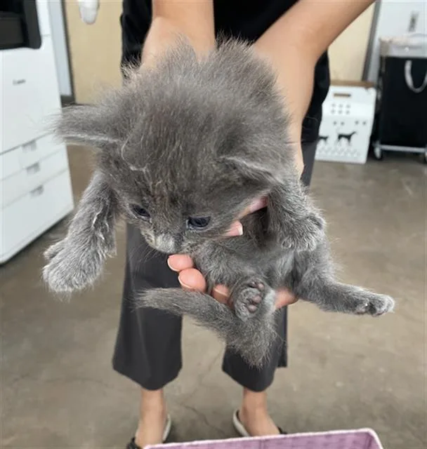 A baby medium-sized female Domestic Short Hair cat named Jo Wilson for adoption in Dallas, TX