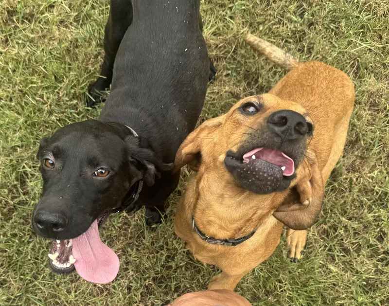 A young medium-sized male Coonhound dog named Clifford for adoption in Decatur, GA