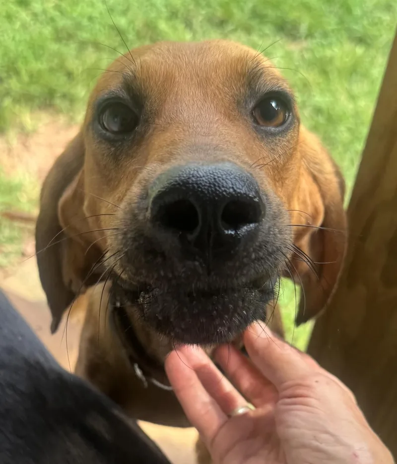Clifford thumbnail 2