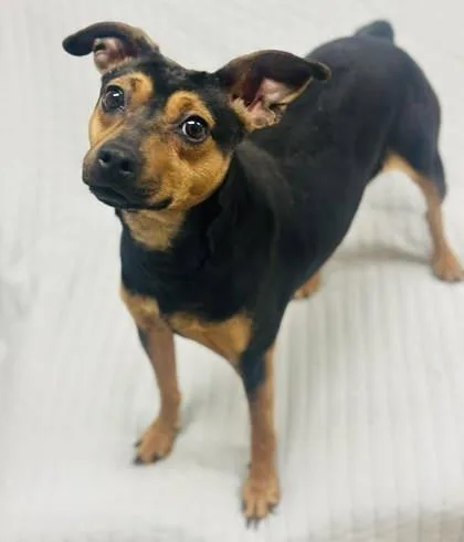 An adult medium-sized female Mixed Breed dog named Presley for adoption in West Chester, PA
