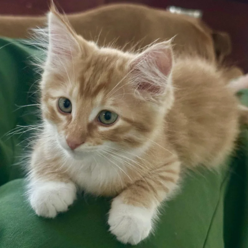 A baby small-sized male Orange / Red Domestic Long Hair cat named Custard for adoption in Pacific Palisades, CA