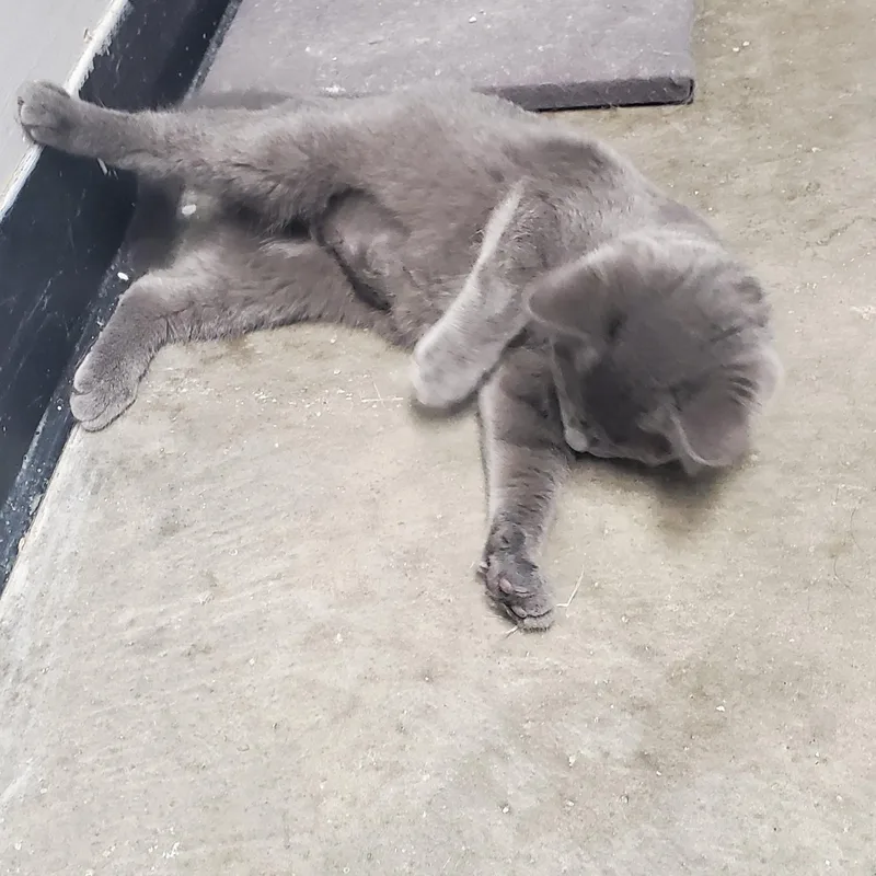 A baby medium-sized female Gray / Blue / Silver Domestic Short Hair cat named Nicky for adoption in Grove City, OH