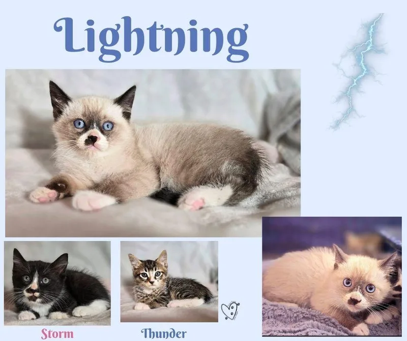 Lightning thumbnail 3