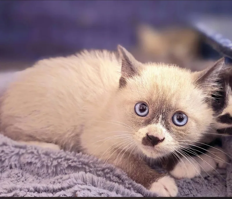 Lightning thumbnail 4