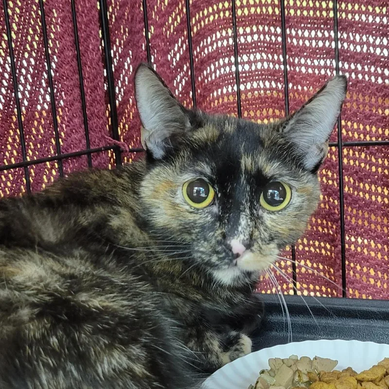 A young medium-sized female Tortoiseshell Domestic Short Hair cat named Chloe for adoption in Milan, IL