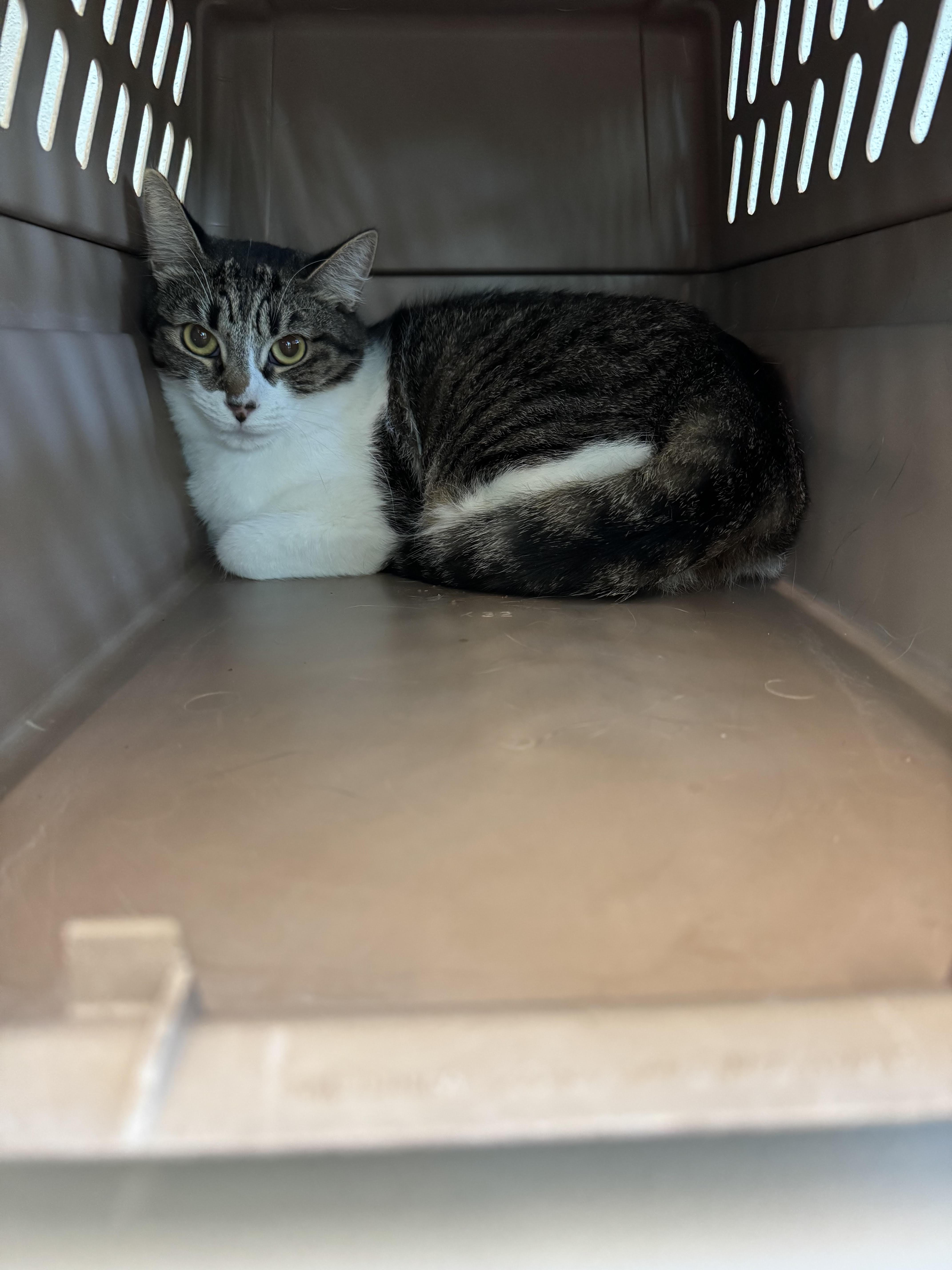 A young large-sized female Domestic Short Hair cat named Lexi for adoption in Chico, CA