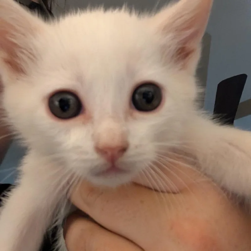 A baby small-sized female White Domestic Short Hair cat named Diana for adoption in Long Beach, CA