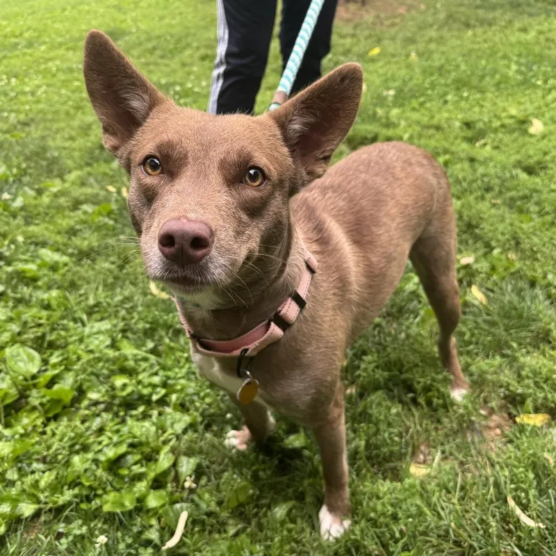 An adult medium-sized female Red / Chestnut / Orange Mixed Breed dog named Skye for adoption in Saint Charles, MO