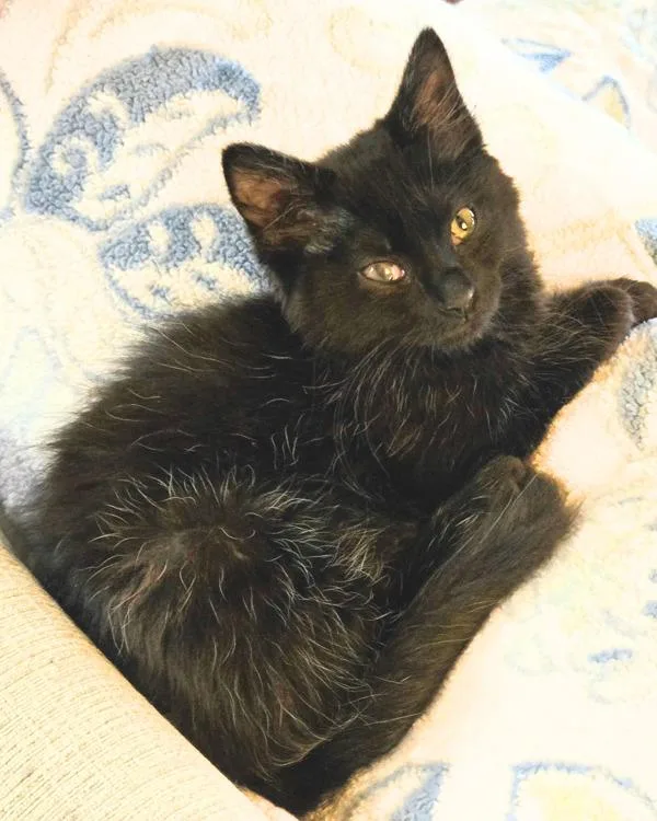 A baby small-sized female Domestic Medium Hair cat named Billie for adoption in Novato, CA