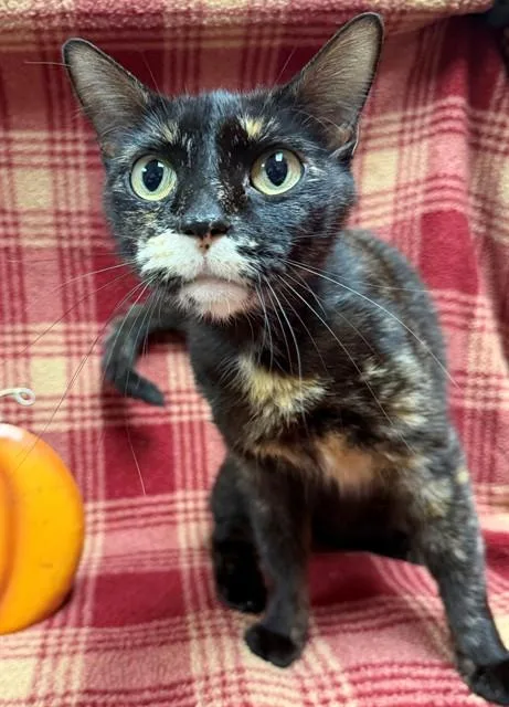 A young medium-sized female Domestic Short Hair cat named Pink Palace for adoption in Louisville, KY