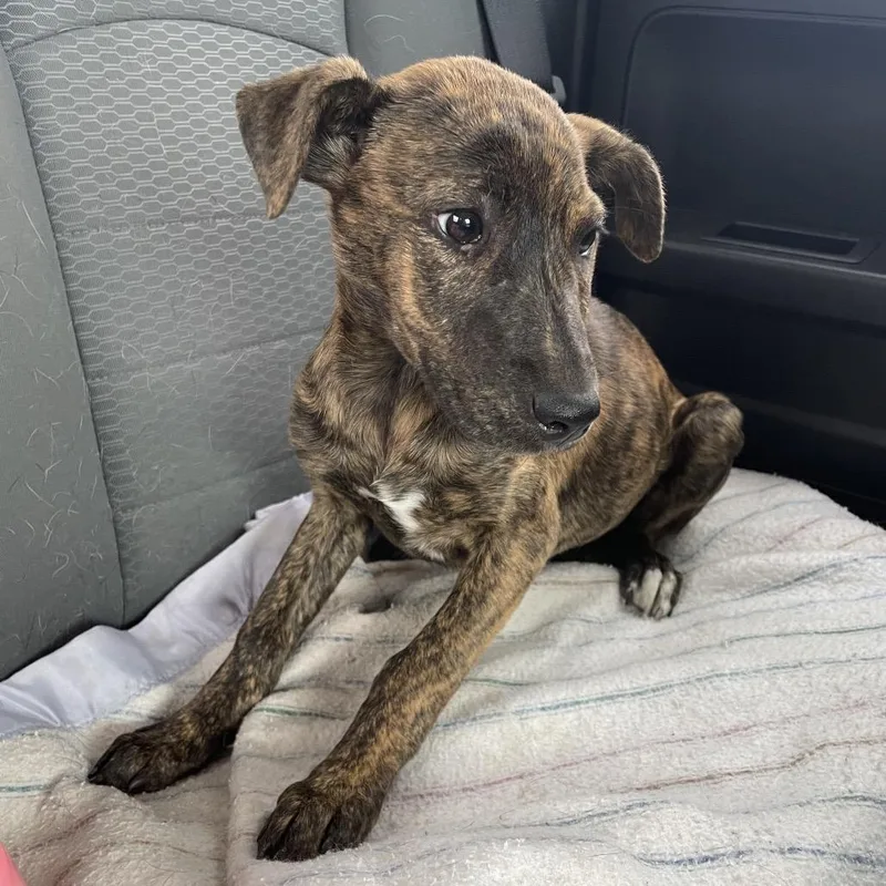 A baby medium-sized female Brindle Mixed Breed dog named Molly Mae for adoption in Bismarck, ND