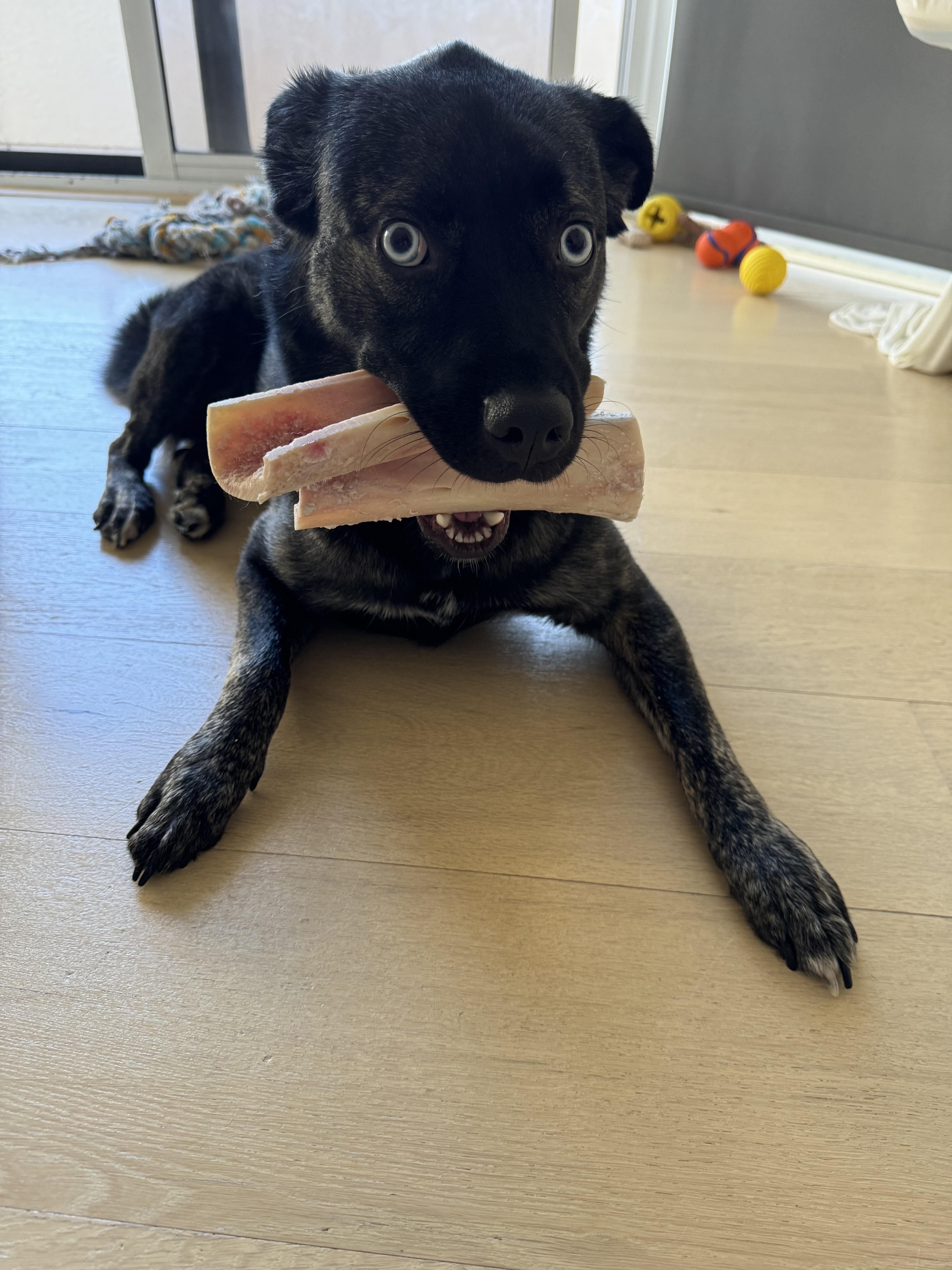 A young medium-sized female Black Australian Kelpie dog named Bella for adoption in West Hollywood, CA