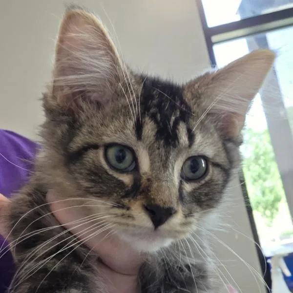 A baby small-sized male Domestic Short Hair cat named Gibby for adoption in Des Moines, IA