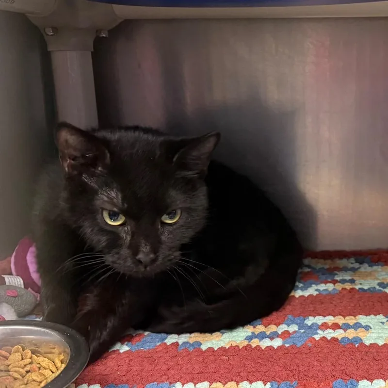 A young small-sized female Domestic Short Hair cat named Whiskey for adoption in Waynesburg, PA